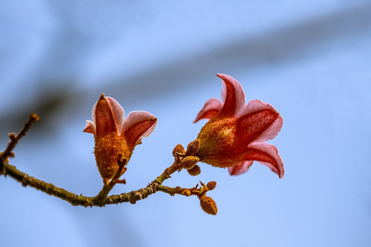 2022花城看花（66）：异色瓶子树开的花