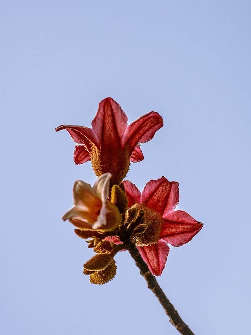 2022花城看花（66）：异色瓶子树开的花