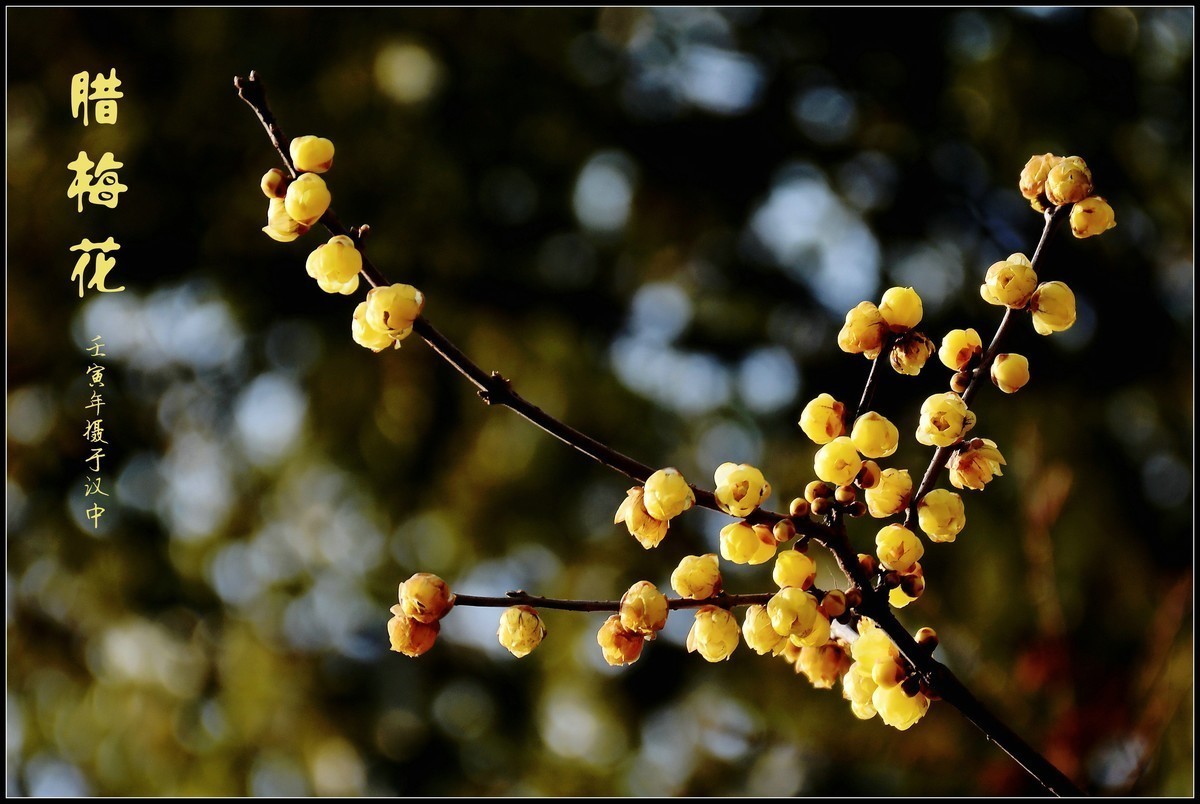 #版主坐堂# 小五星空(中国)2023年2月精品荟萃