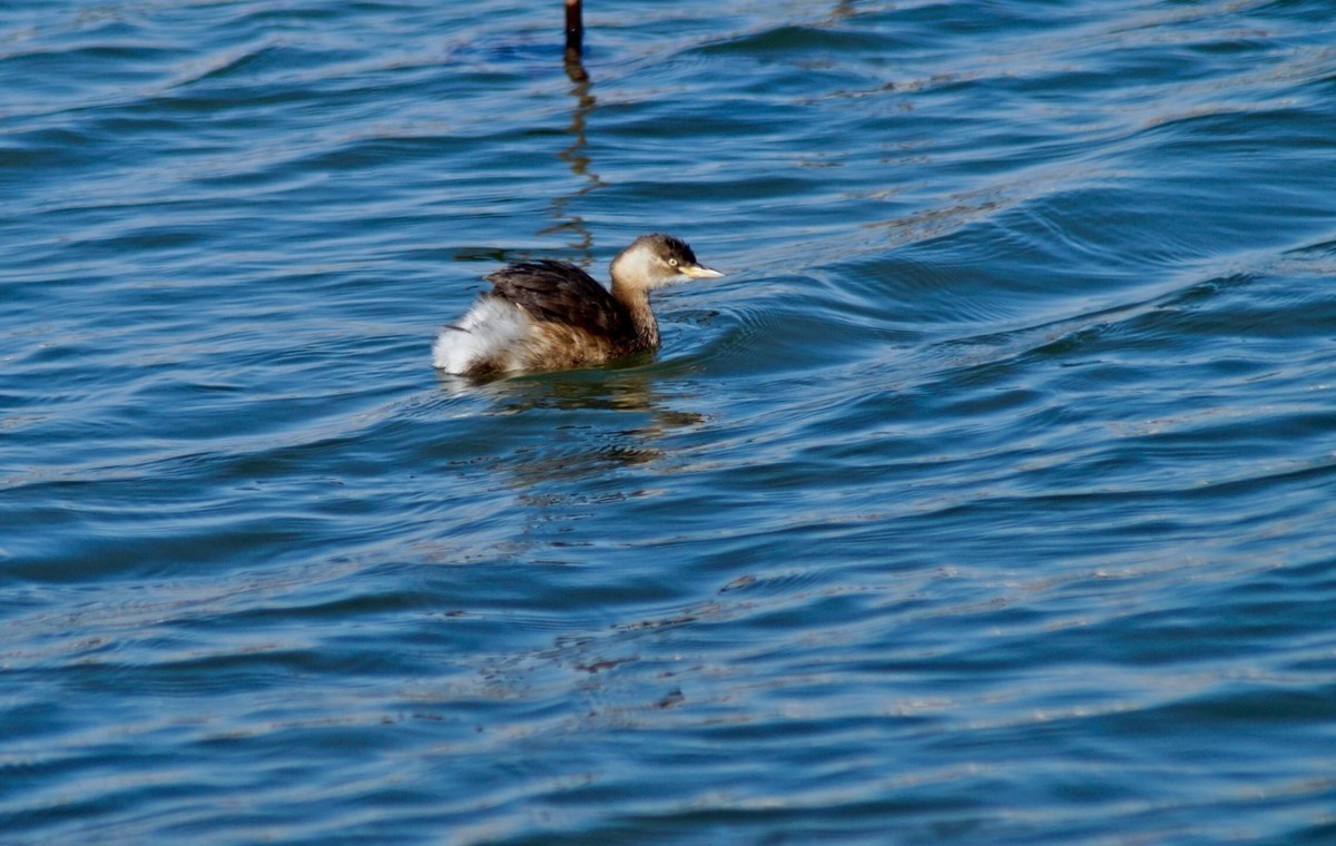 #版主坐堂# 小五星空(中国)2023年2月精品荟萃
