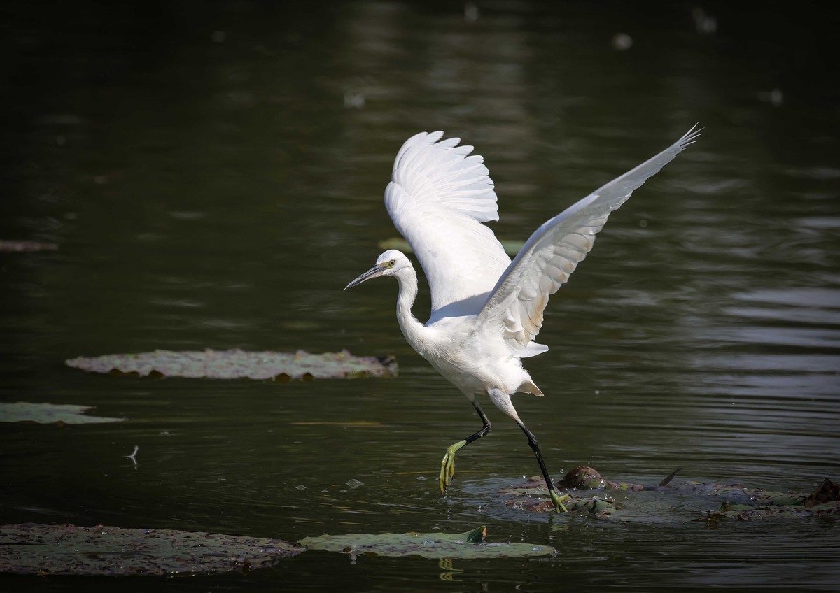 闪展腾挪的小白鹭
