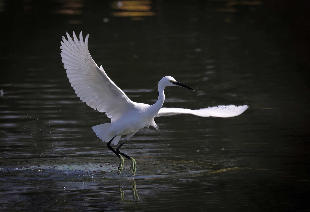 闪展腾挪的小白鹭
