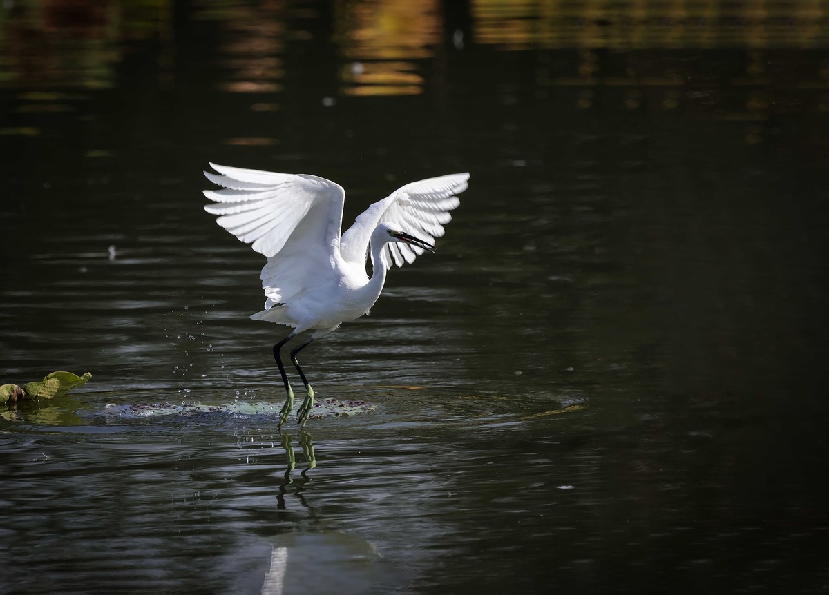 闪展腾挪的小白鹭