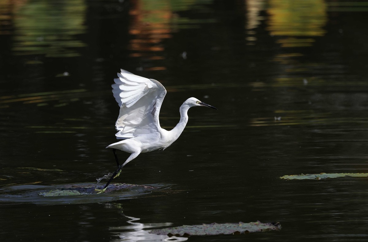 闪展腾挪的小白鹭