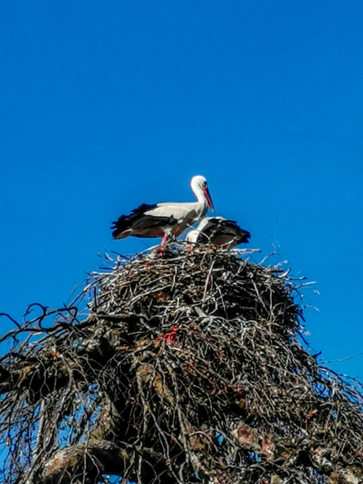 摄鸟（请假篇）：请假一个月，敬请大版们关注支持本星空(中国)！！！