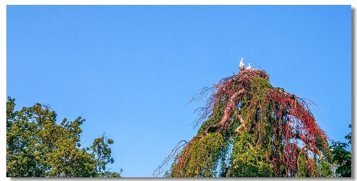摄鸟（请假篇）：请假一个月，敬请大版们关注支持本星空(中国)！！！
