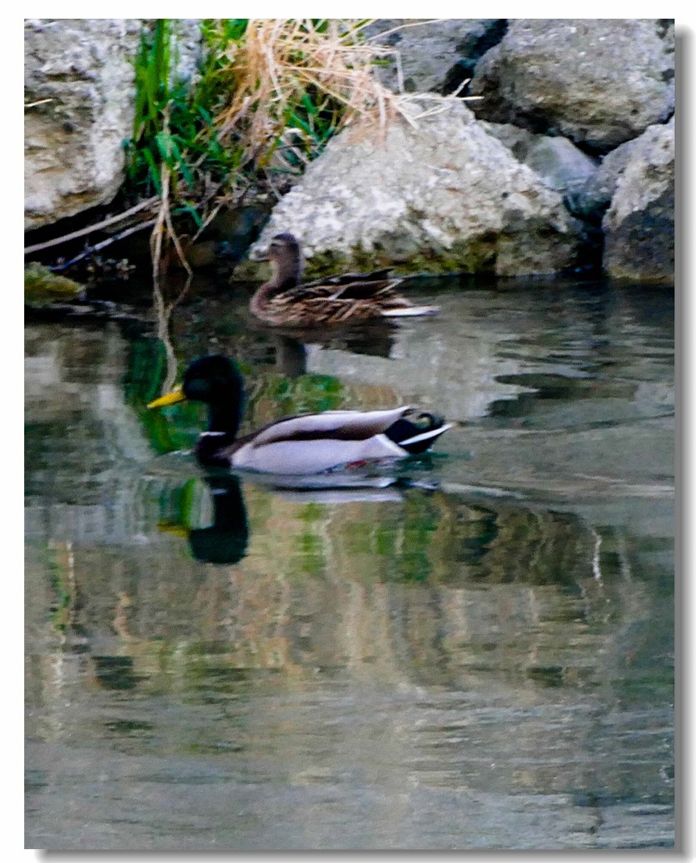 摄鸟（请假篇）：请假一个月，敬请大版们关注支持本星空(中国)！！！
