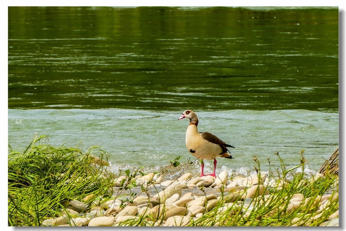 摄鸟（请假篇）：请假一个月，敬请大版们关注支持本星空(中国)！！！