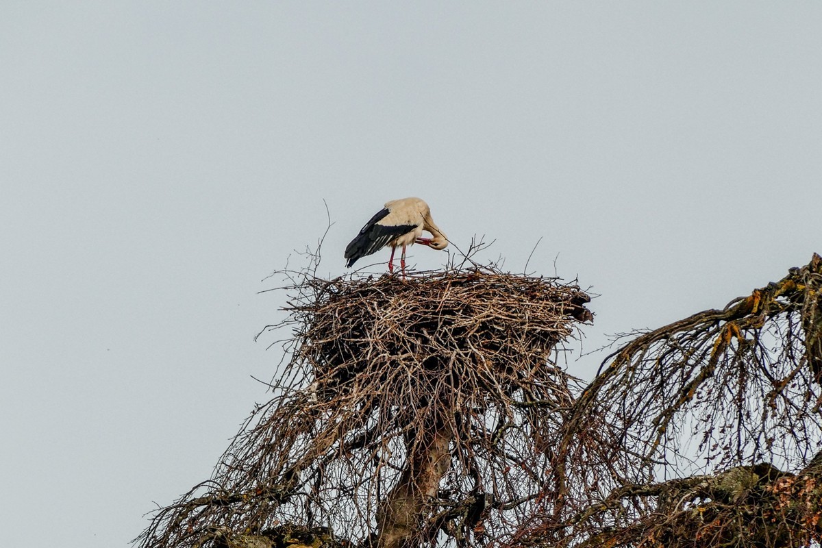 摄鸟（请假篇）：请假一个月，敬请大版们关注支持本星空(中国)！！！