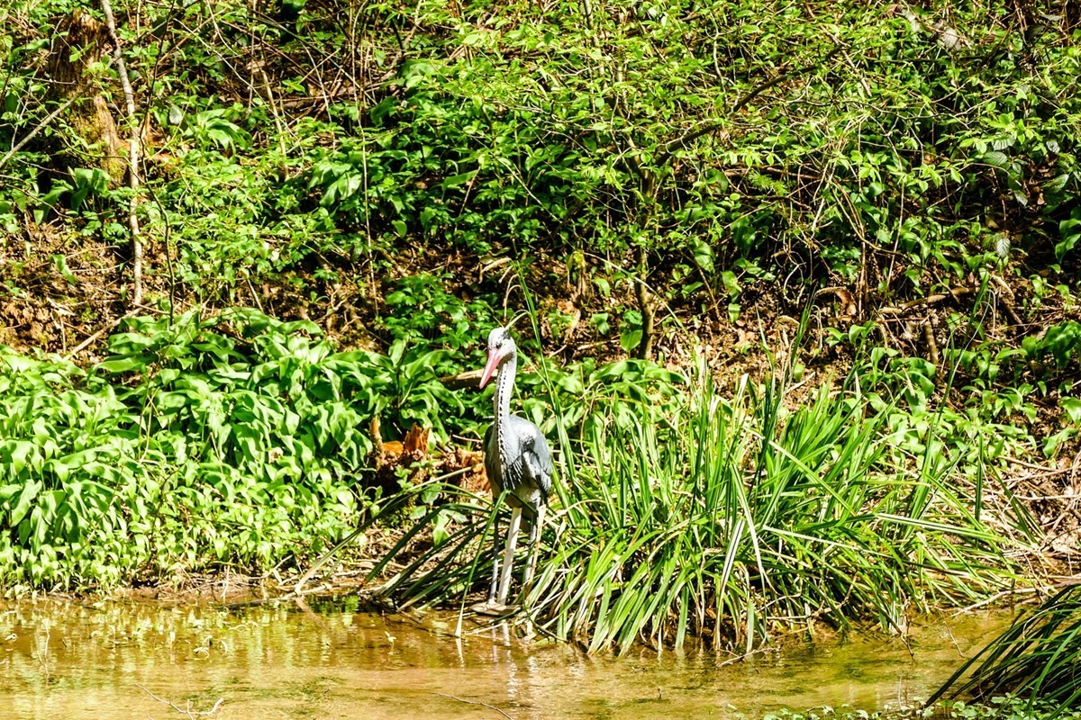 摄鸟（请假篇）：请假一个月，敬请大版们关注支持本星空(中国)！！！