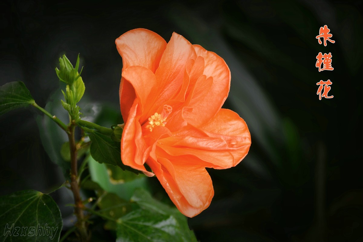 朱槿花（2024295）