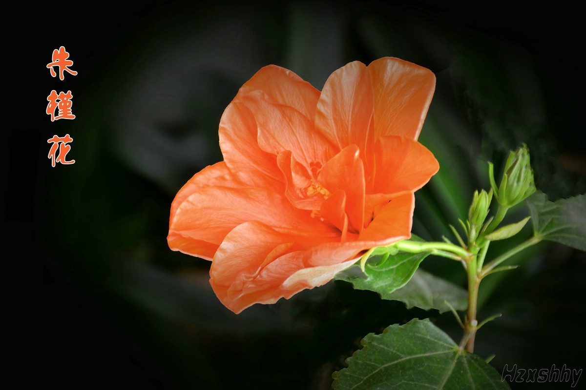 朱槿花（2024295）