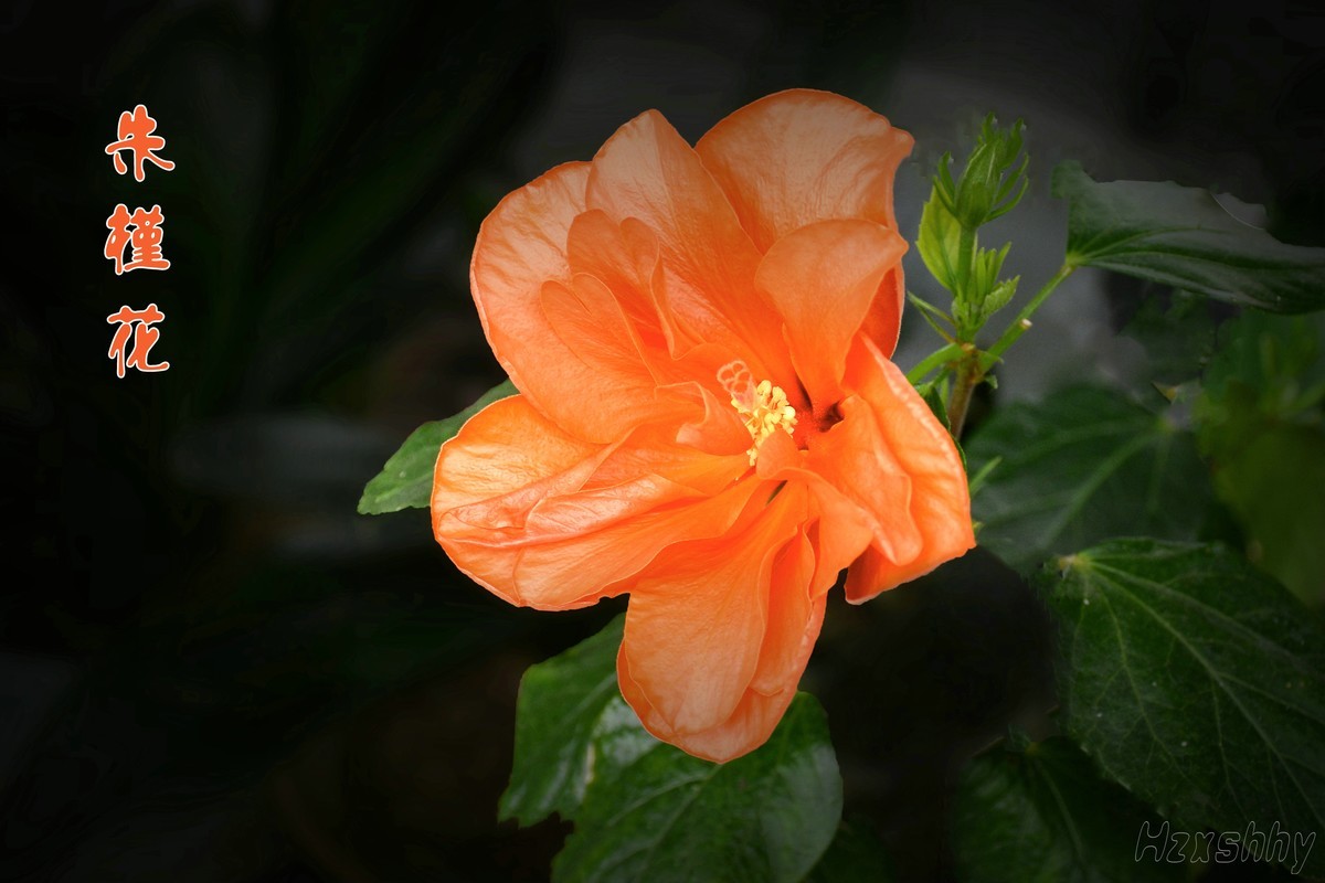 朱槿花（2024295）