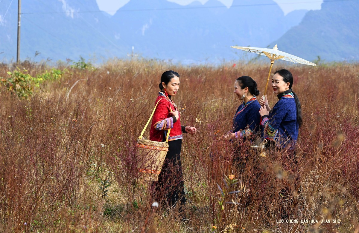 地卖粉黛园采风 1