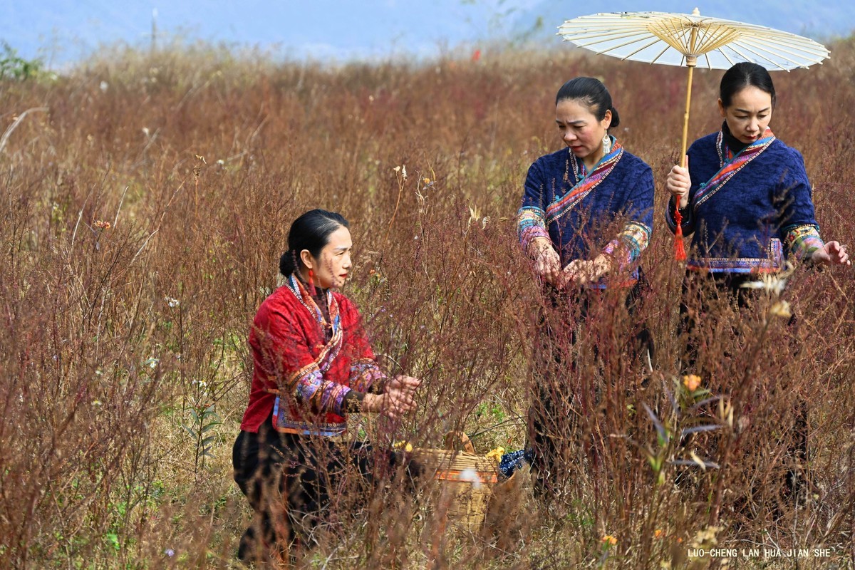 地卖粉黛园采风 1