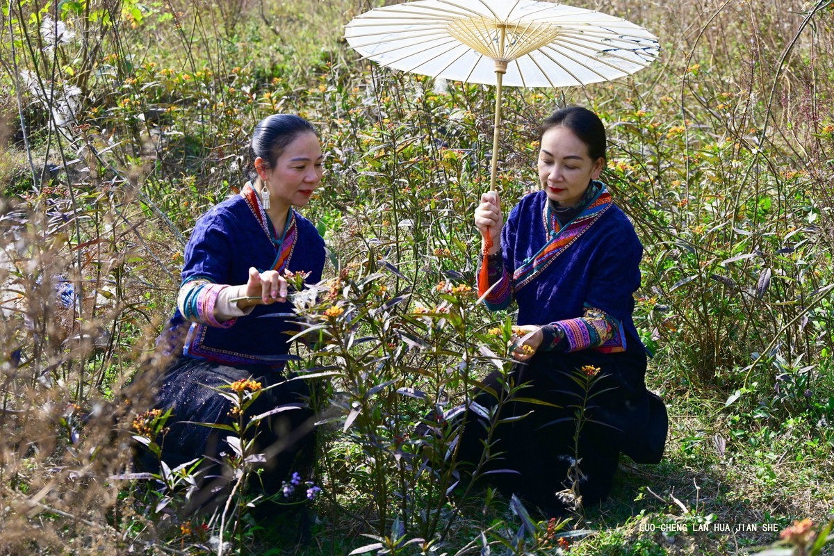 地卖粉黛园采风 2