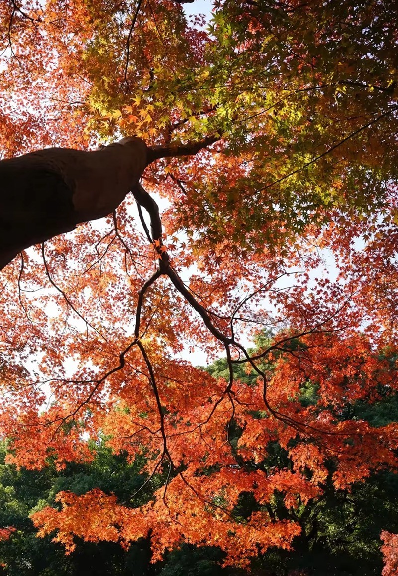 烈士公园最美的初冬