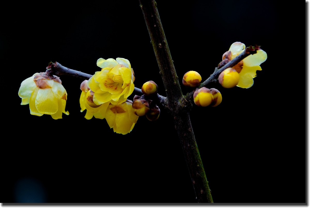 “腊梅”花开2(低调）