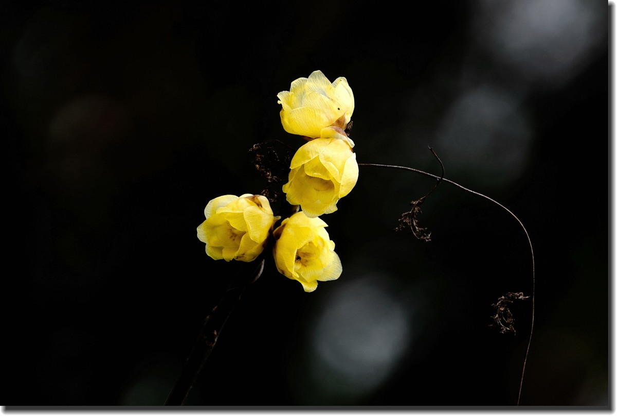“腊梅”花开2(低调）
