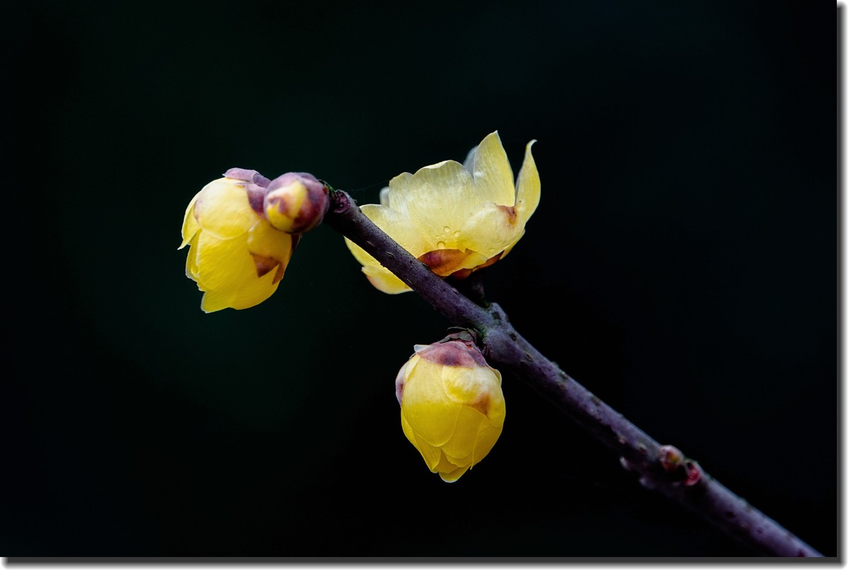 “腊梅”花开2(低调）