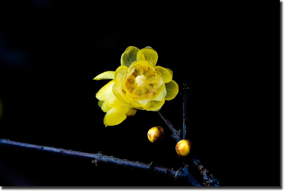 “腊梅”花开2(低调）