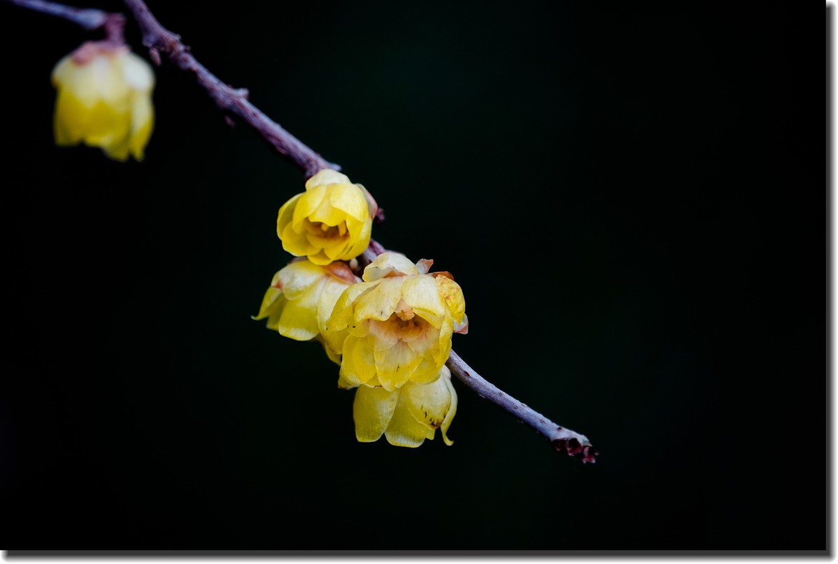 “腊梅”花开2(低调）