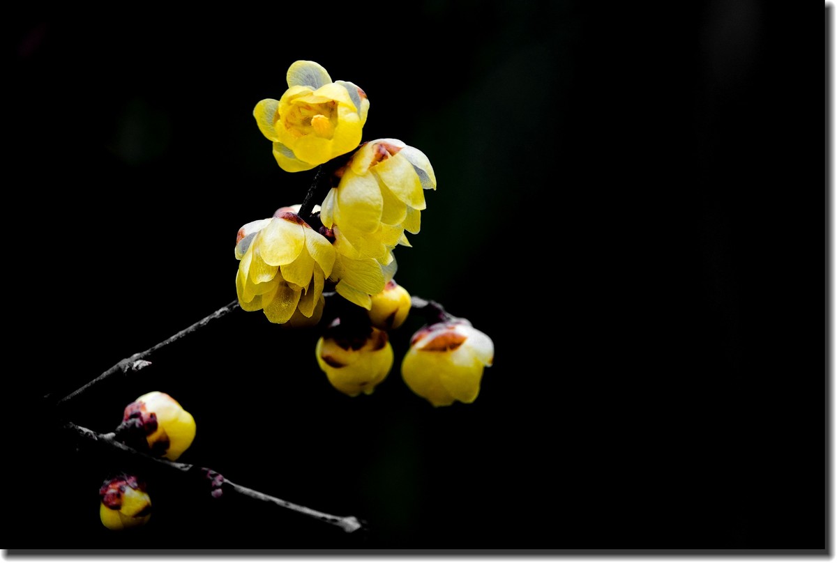 “腊梅”花开2(低调）