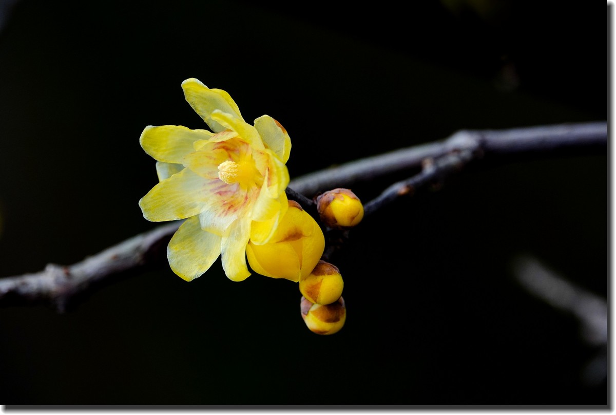 “腊梅”花开2(低调）