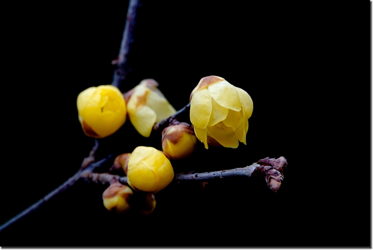 “腊梅”花开2(低调）