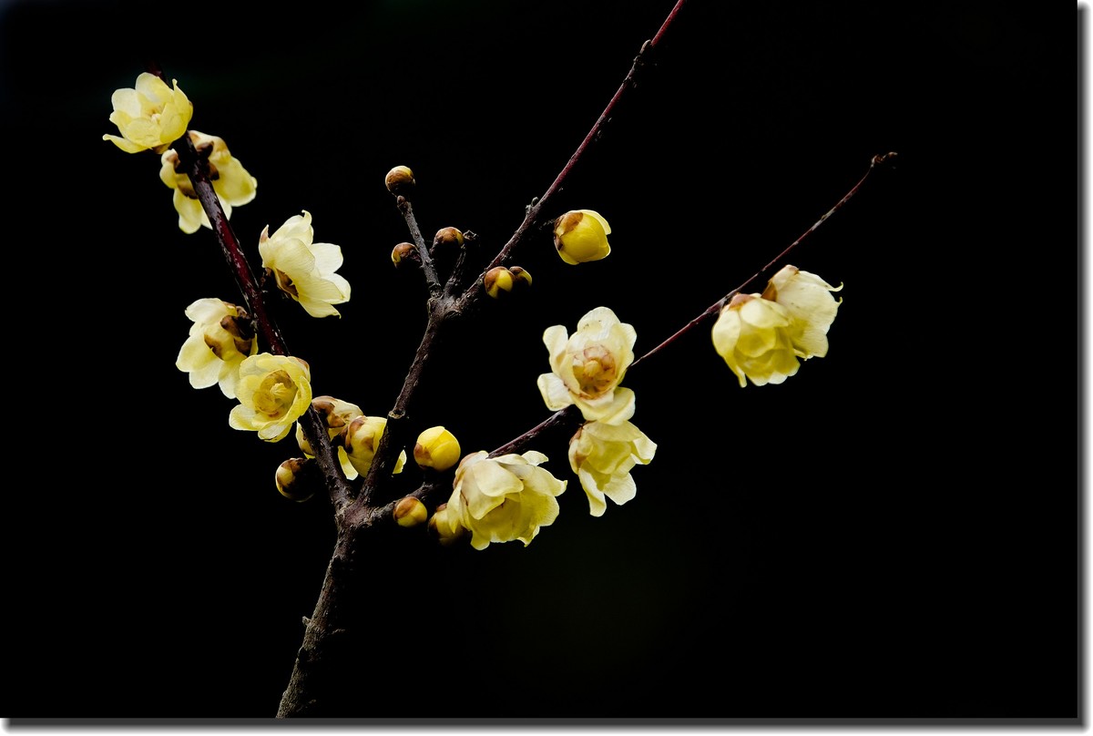 “腊梅”花开2(低调）