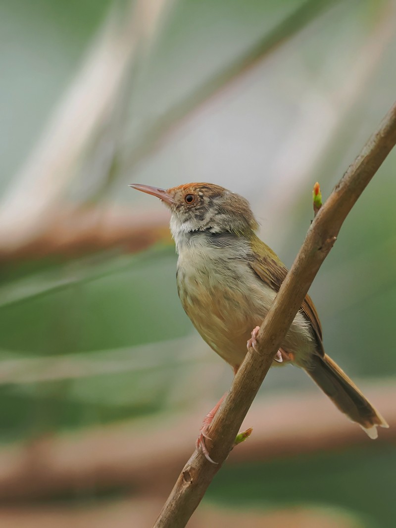流花湖公园（11）