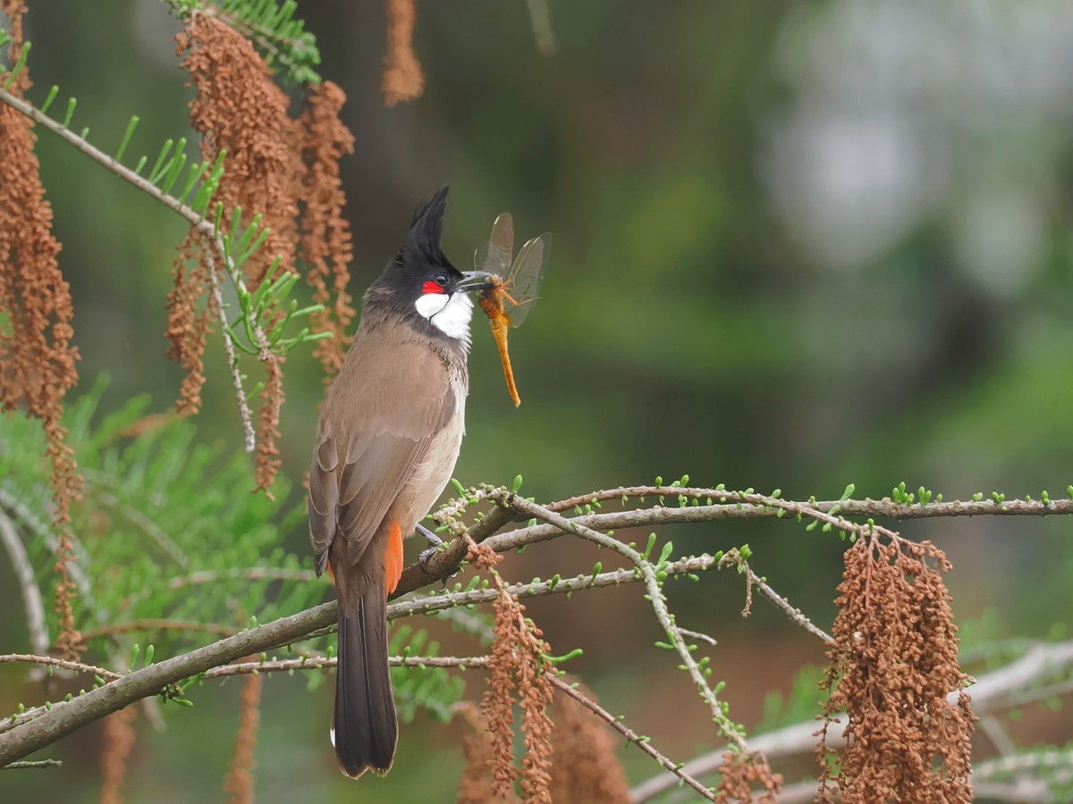 流花湖公园（11）