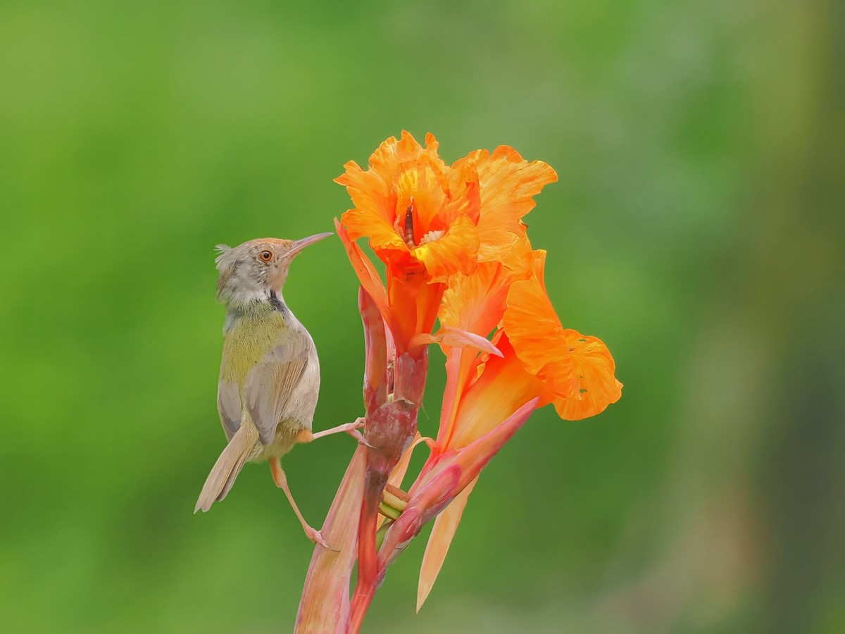 流花湖公园（11）