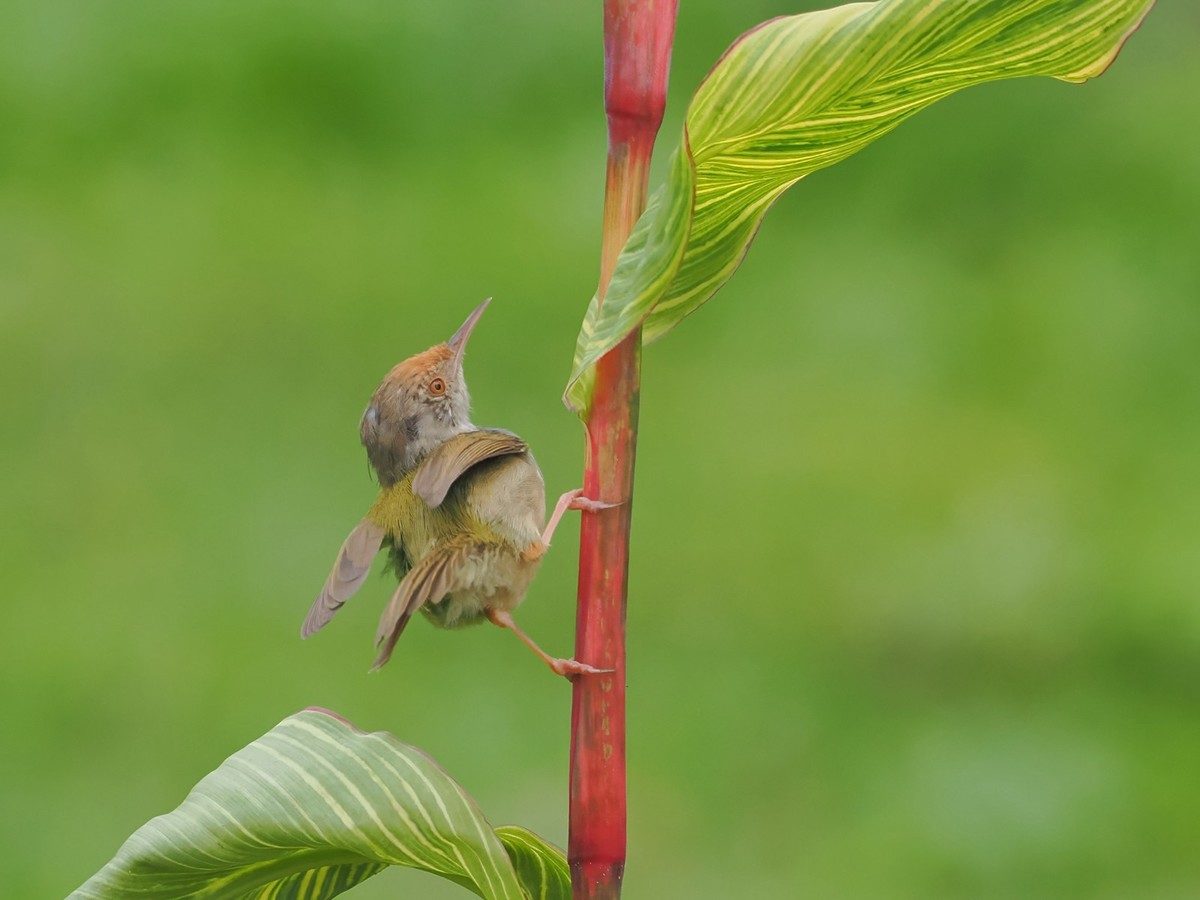 流花湖公园（11）