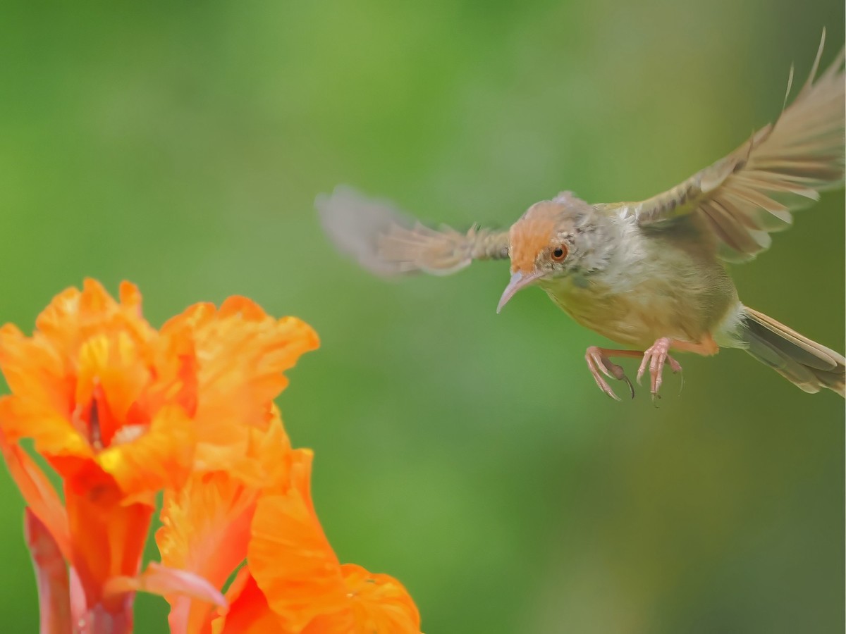 流花湖公园（11）