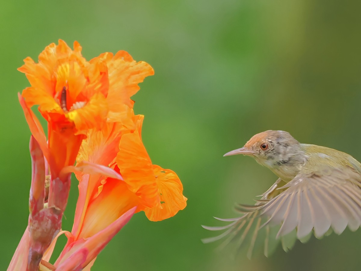 流花湖公园（11）