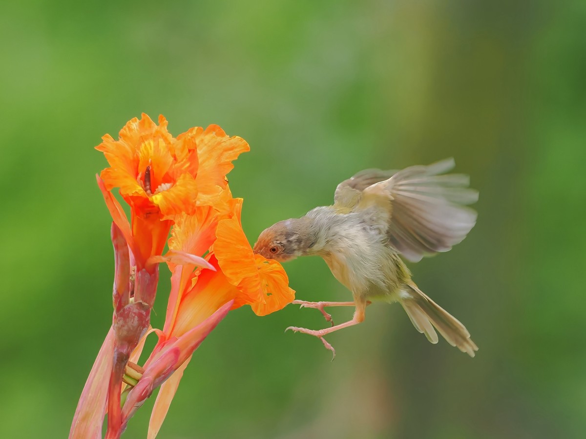 流花湖公园（11）
