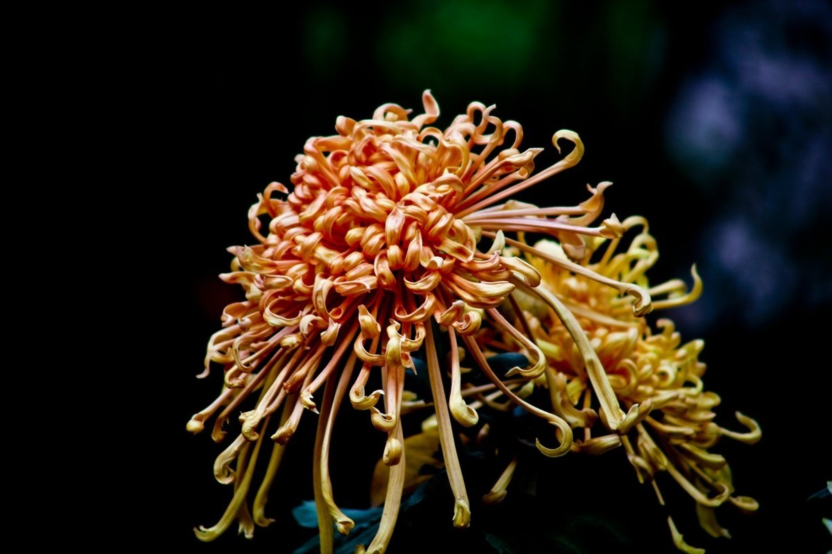 忆金秋——菊韵