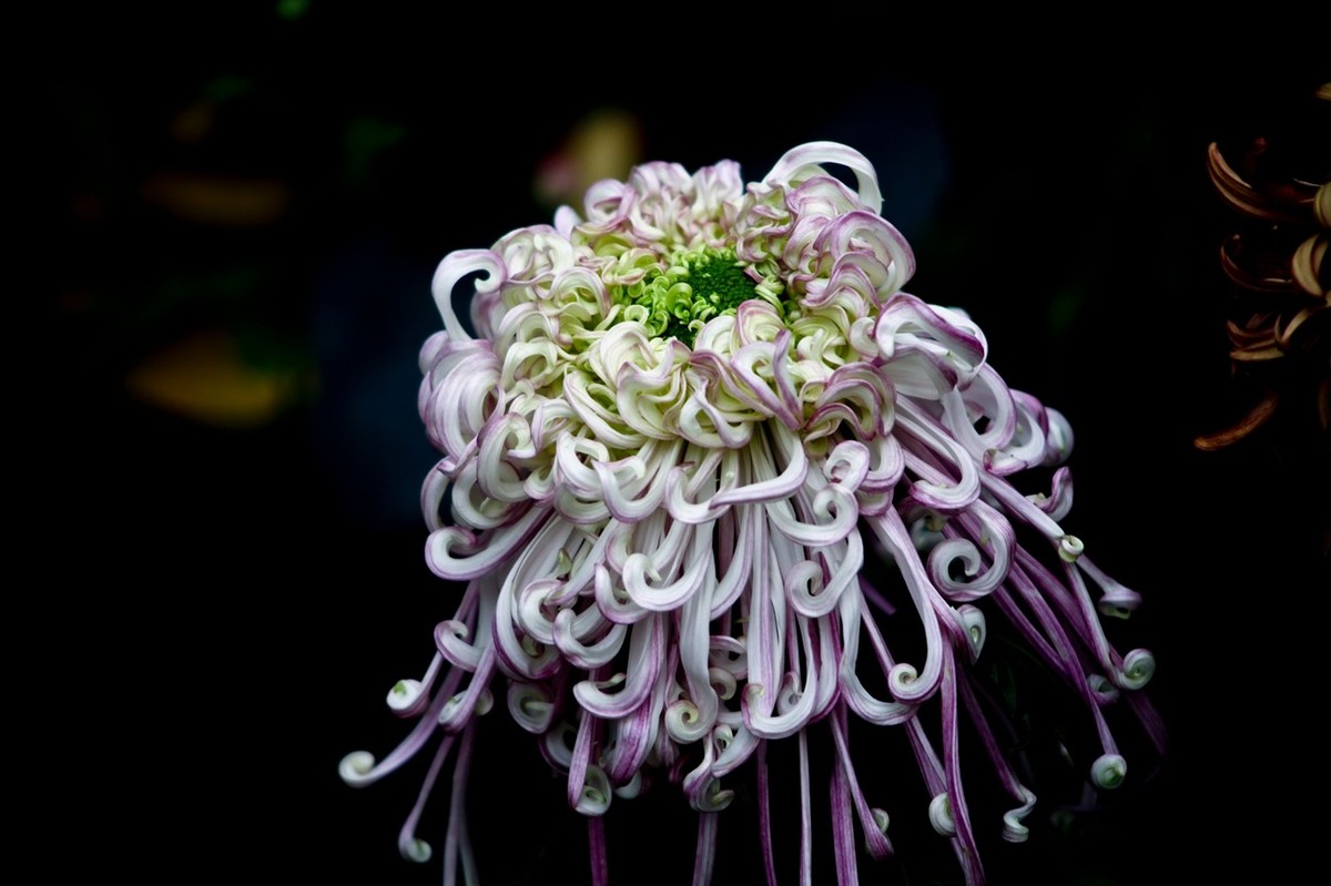 忆金秋——菊韵