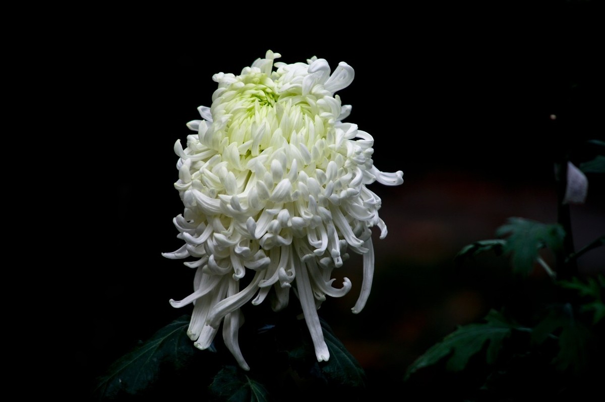 忆金秋——菊韵