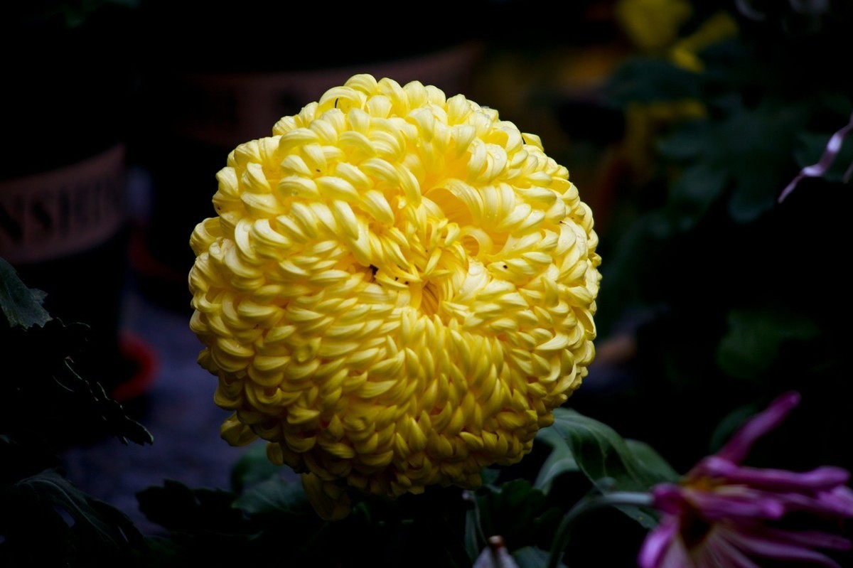 忆金秋——菊韵