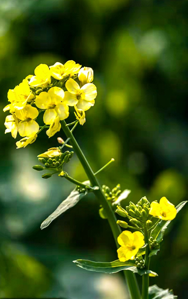 彩色油茶花[隆平水作公园]