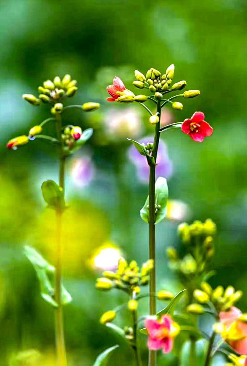 彩色油茶花[隆平水作公园]