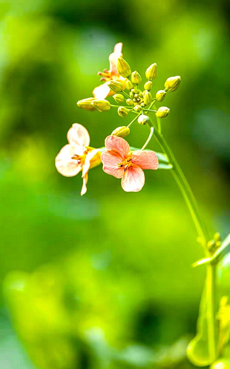 彩色油茶花[隆平水作公园]