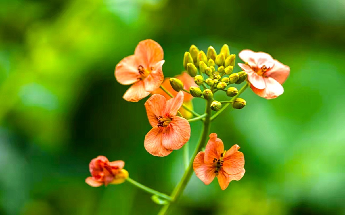 彩色油茶花[隆平水作公园]