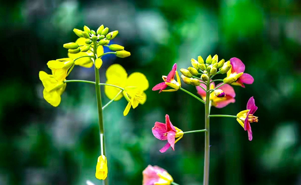 彩色油茶花[隆平水作公园]