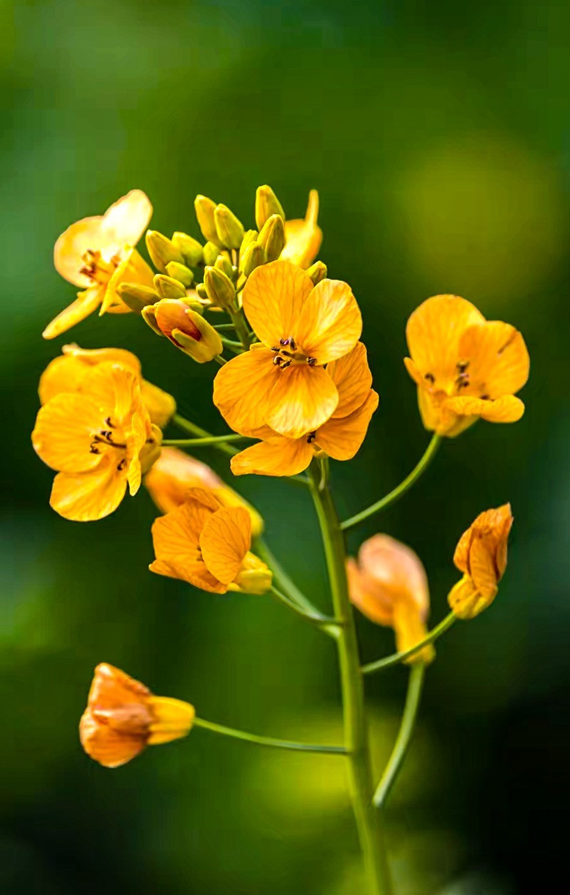 彩色油茶花[隆平水作公园]