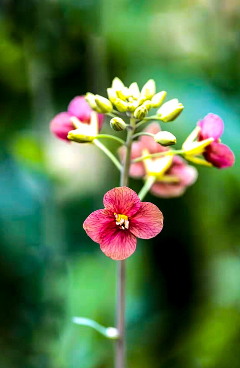 彩色油茶花[隆平水作公园]