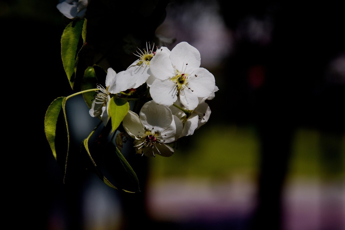 2025之春（十六）－ 梨花