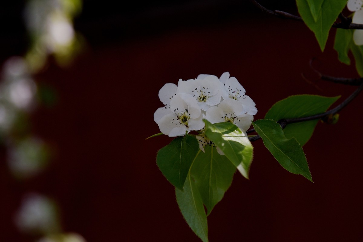 2025之春（十六）－ 梨花